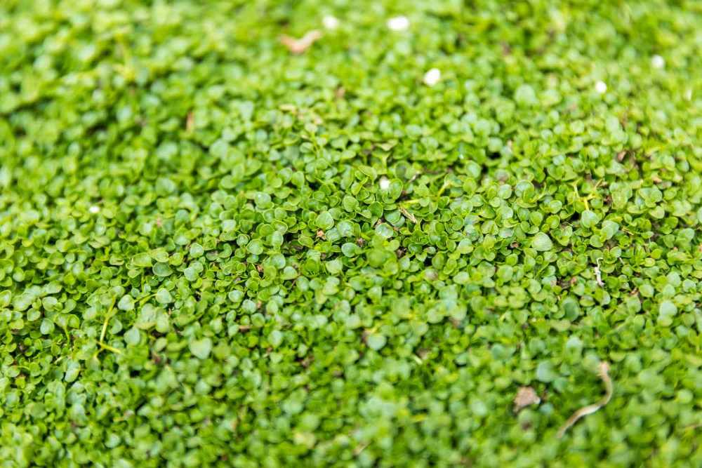 The Pros and Cons of Corsican Mint Lawn