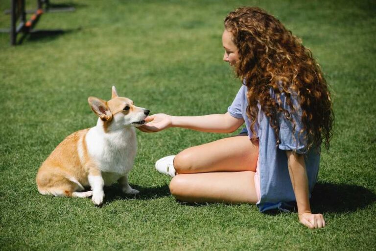 Dog-Friendly Grass: Finding the Best Fit for Your Furry Friend.