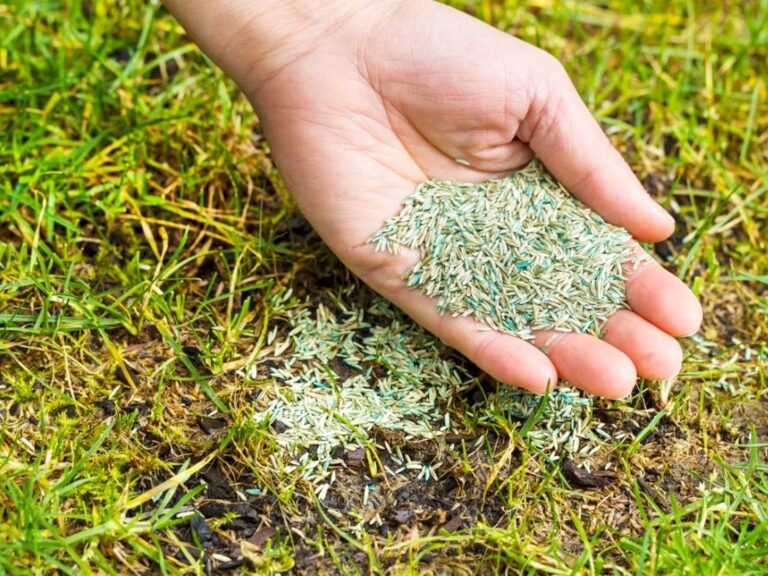 Winter Grass Overseeding: How to Transform Lawns for Cold Months