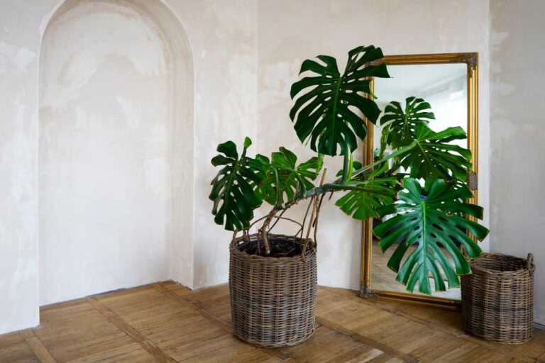25 Lush Low-Light Indoor Trees: Elevate Your Home Décor with Nature’s Charm