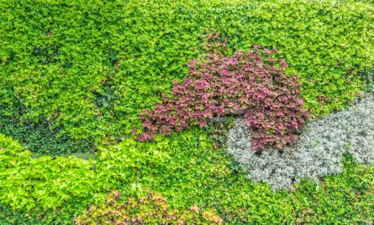 Uncovering Creeping Thyme Lawn Pros and Cons