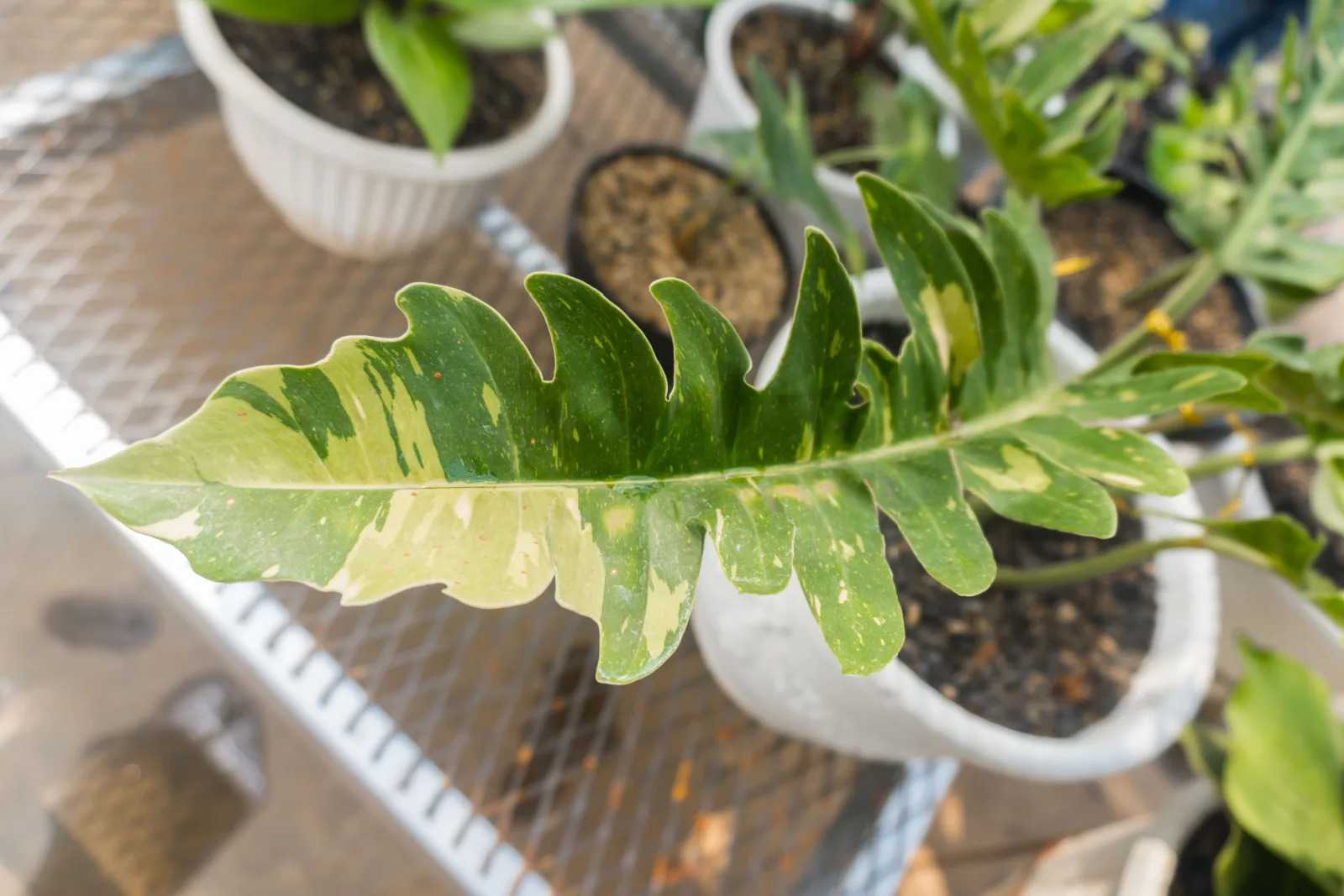 Comprehensive Guide to Cultivating and Nurturing the Philodendron Ring of Fire
