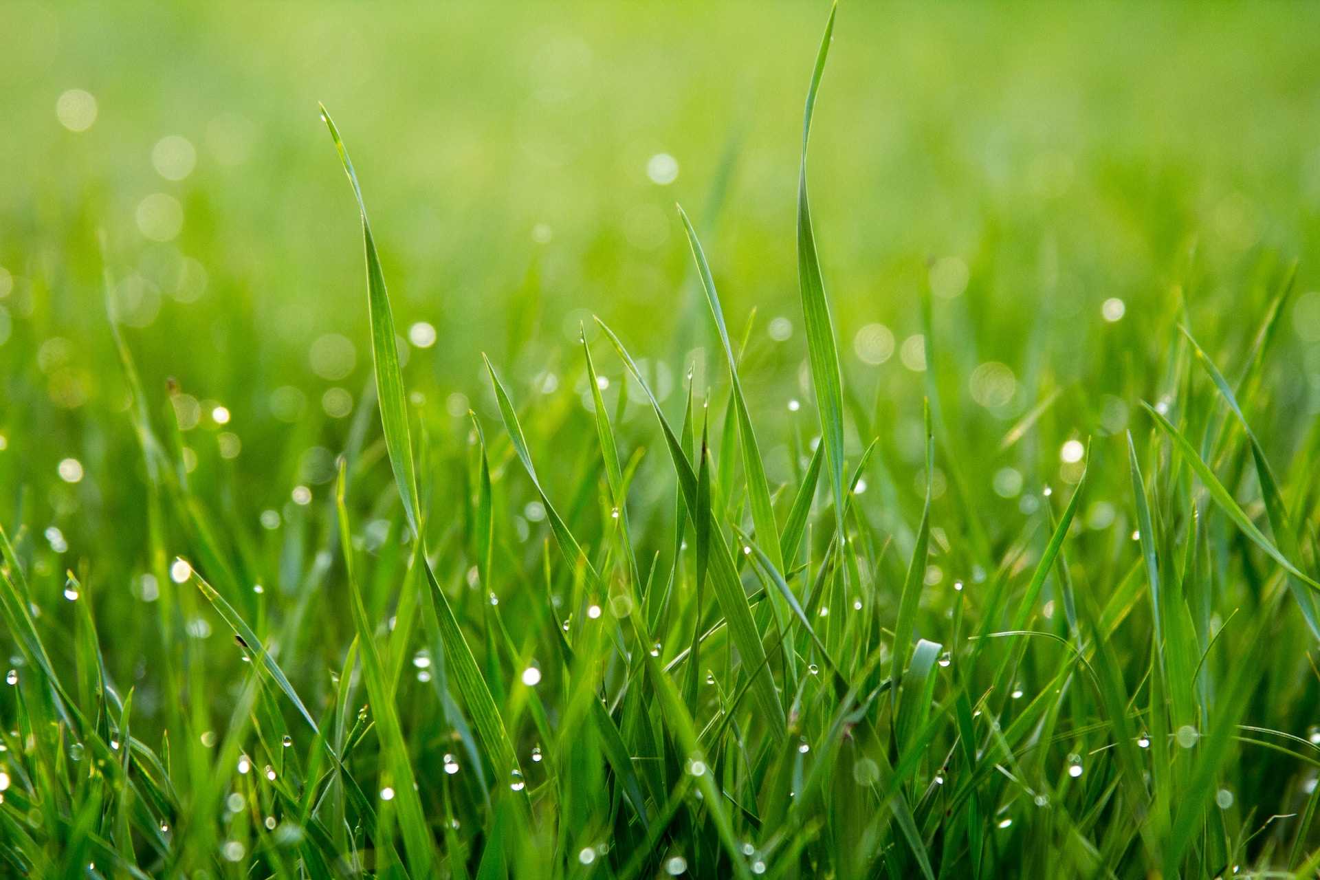 Planting Zoysia Grass for the Warm Season: A Comprehensive Guide