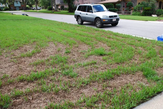 How to Make St. Augustine Grass Spread Quickly: 8 Proven Strategies