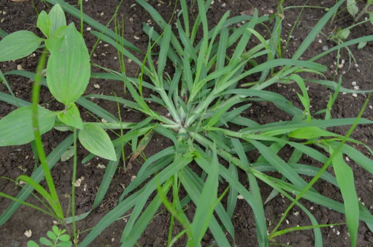 What are the different types of crabgrass?