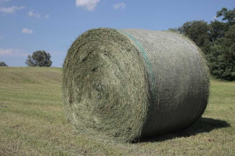 How Long Do You Leave Hay on Grass Seed?