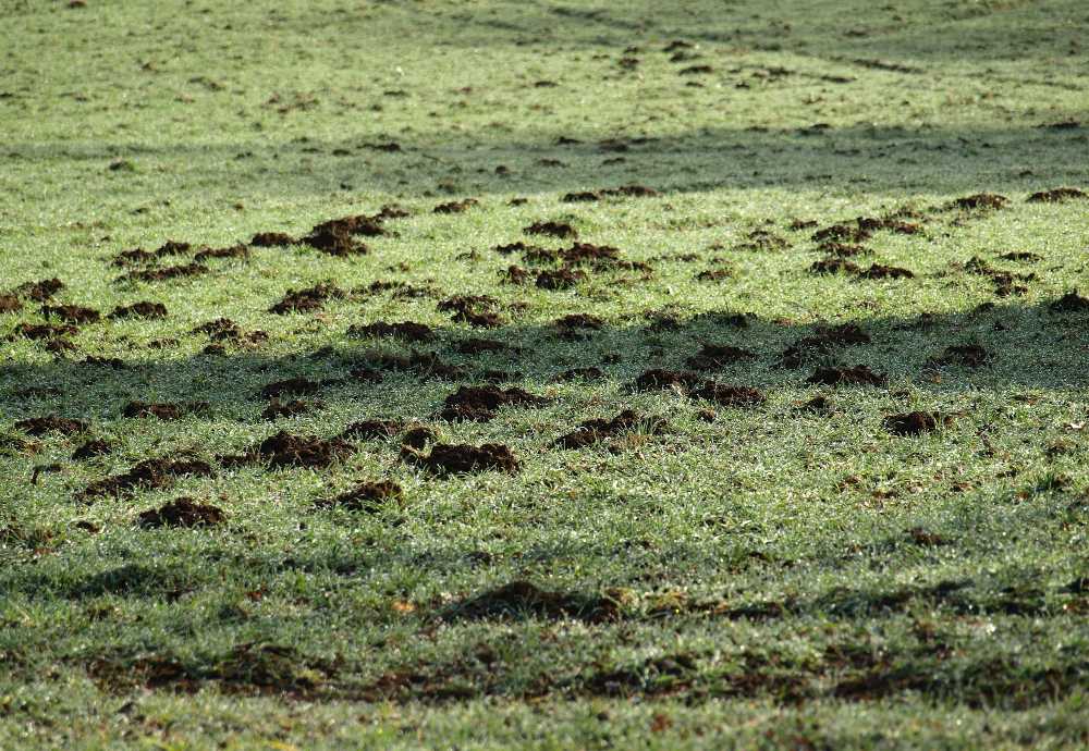 7 Ways on How to Get Rid of Ant Hills Without Killing Grass