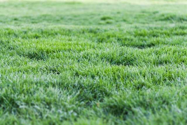 Lawn Maintenance: Taming Bermuda Grass Runners on Your Lawn
