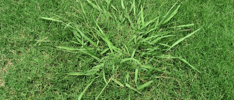 Dallisgrass vs Crabgrass – Know Which Weed is in Your Lawn