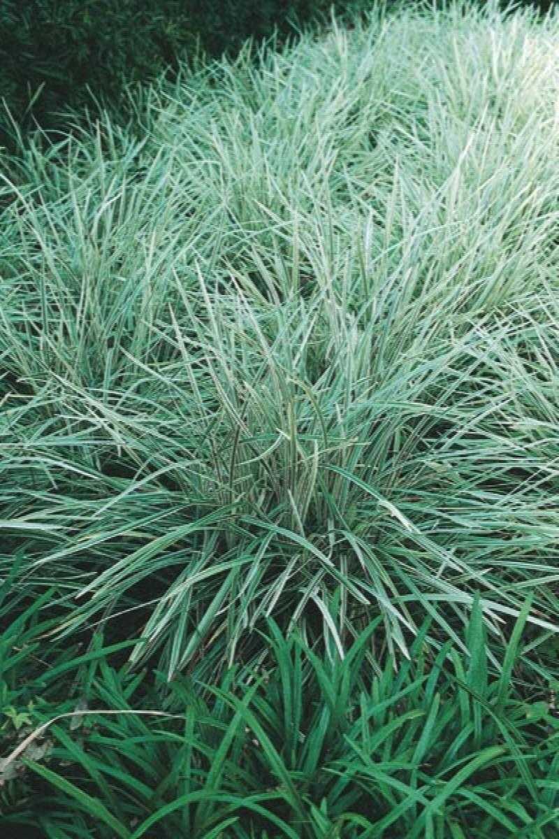 A Comprehensive Guide to Care for Aztec Grass