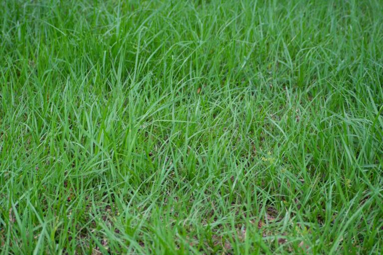 How to Make Bahia Grass Thicker with Expert Tips