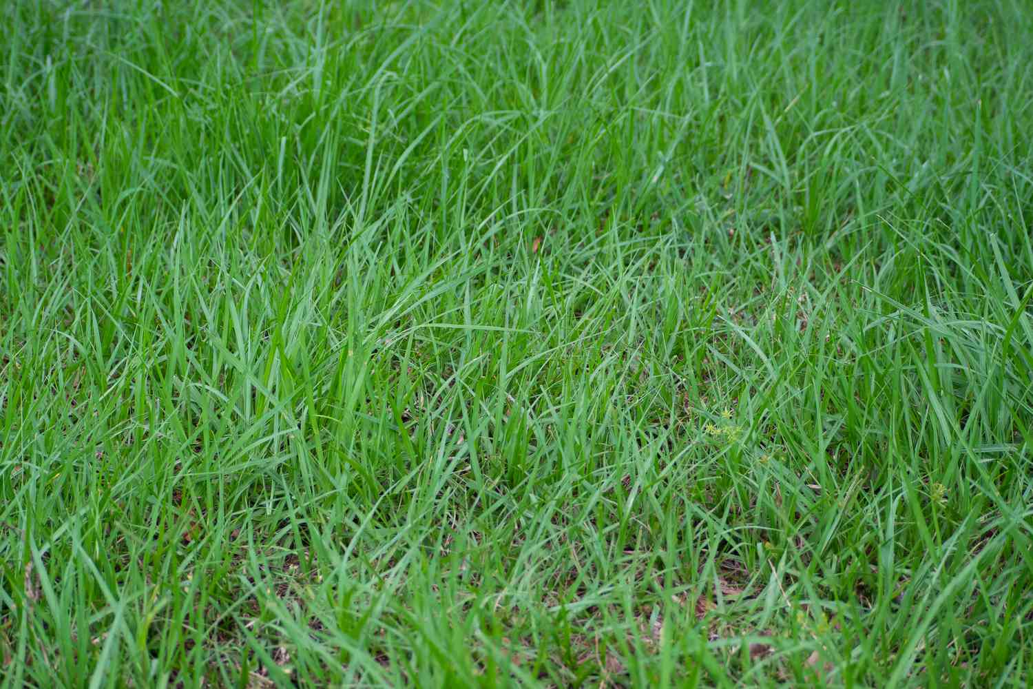 How to Make Bahia Grass Thicker with Expert Tips