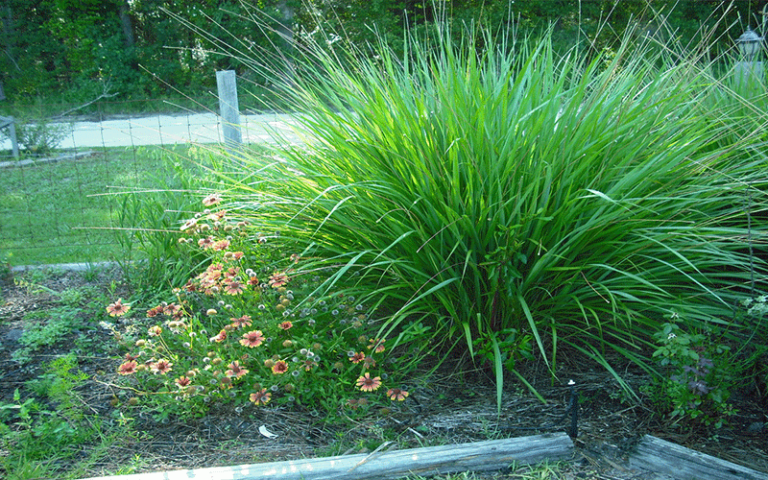 Fakahatchee Grass: Planting, Caring, and Maintenance Tips