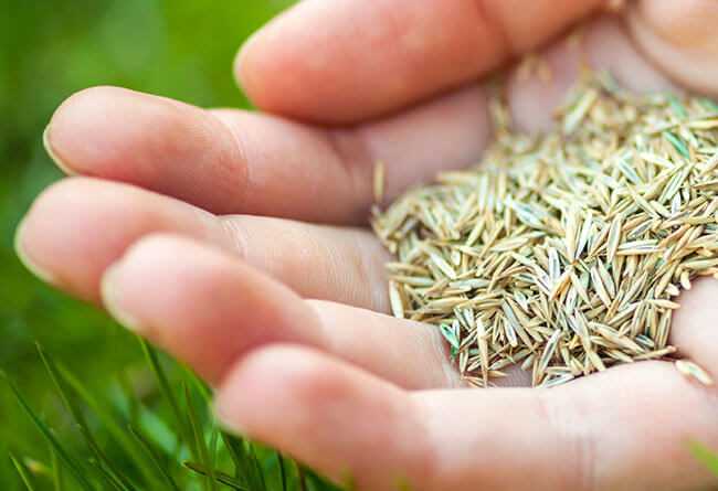 Why Is Grass Seed So Expensive? 15 Facts Behind the Pricing